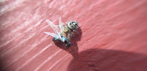 Bold Jumping Spider photographed in Nebraska