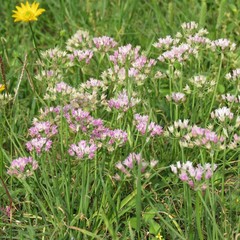 Allium drummondii