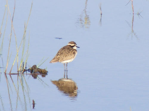 Anarhynchus pecuarius
