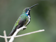 Anthracothorax nigricollis