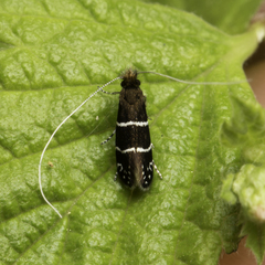 Adela septentrionella