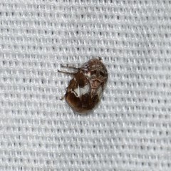 Clastoptera octonotata