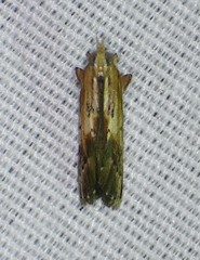 Ancylostomia stercorea