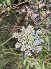 Daucus