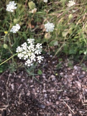 Daucus carota