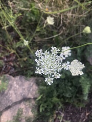 Daucus