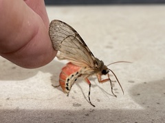 Pseudohemihyalea labecula