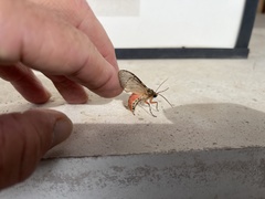 Pseudohemihyalea labecula