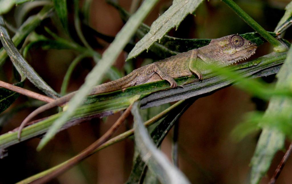Transkei Dwarf Chameleon