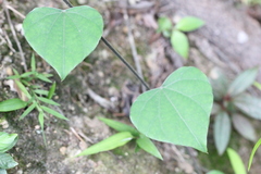 Pericampylus glaucus