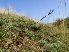 Bupleurum tenuissimum