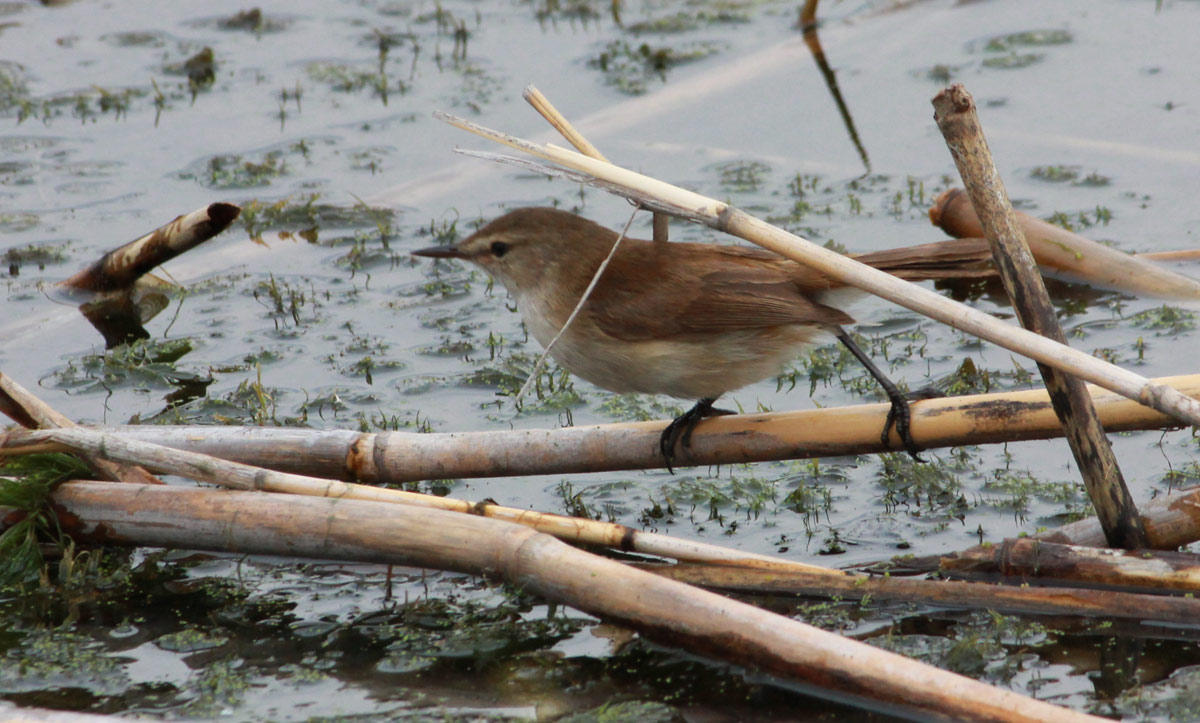Lesser Swamp Warbler (Acrocephalus gracilirostris)