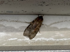 Pseudohemihyalea labecula