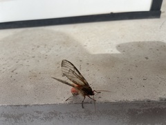 Pseudohemihyalea labecula