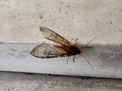 Pseudohemihyalea labecula