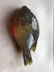 Lepomis gibbosus × cyanellus