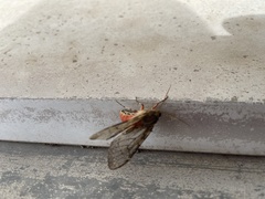 Pseudohemihyalea labecula