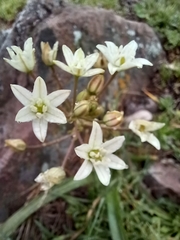 Allium triquetrum