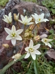 Allium triquetrum