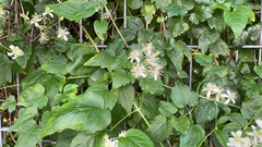 Clematis vitalba