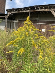 Solidago