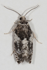 Gypsonoma adjuncta