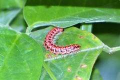 Antheromorpha