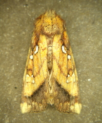 Papaipema harrisii