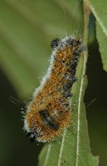 Acronicta hastulifera