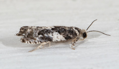 Gypsonoma adjuncta