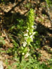 Stachys recta recta