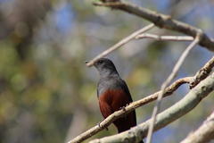 Thamnolaea cinnamomeiventris autochthones