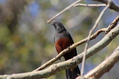 Thamnolaea cinnamomeiventris autochthones