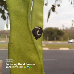 Membracis foliatafasciata