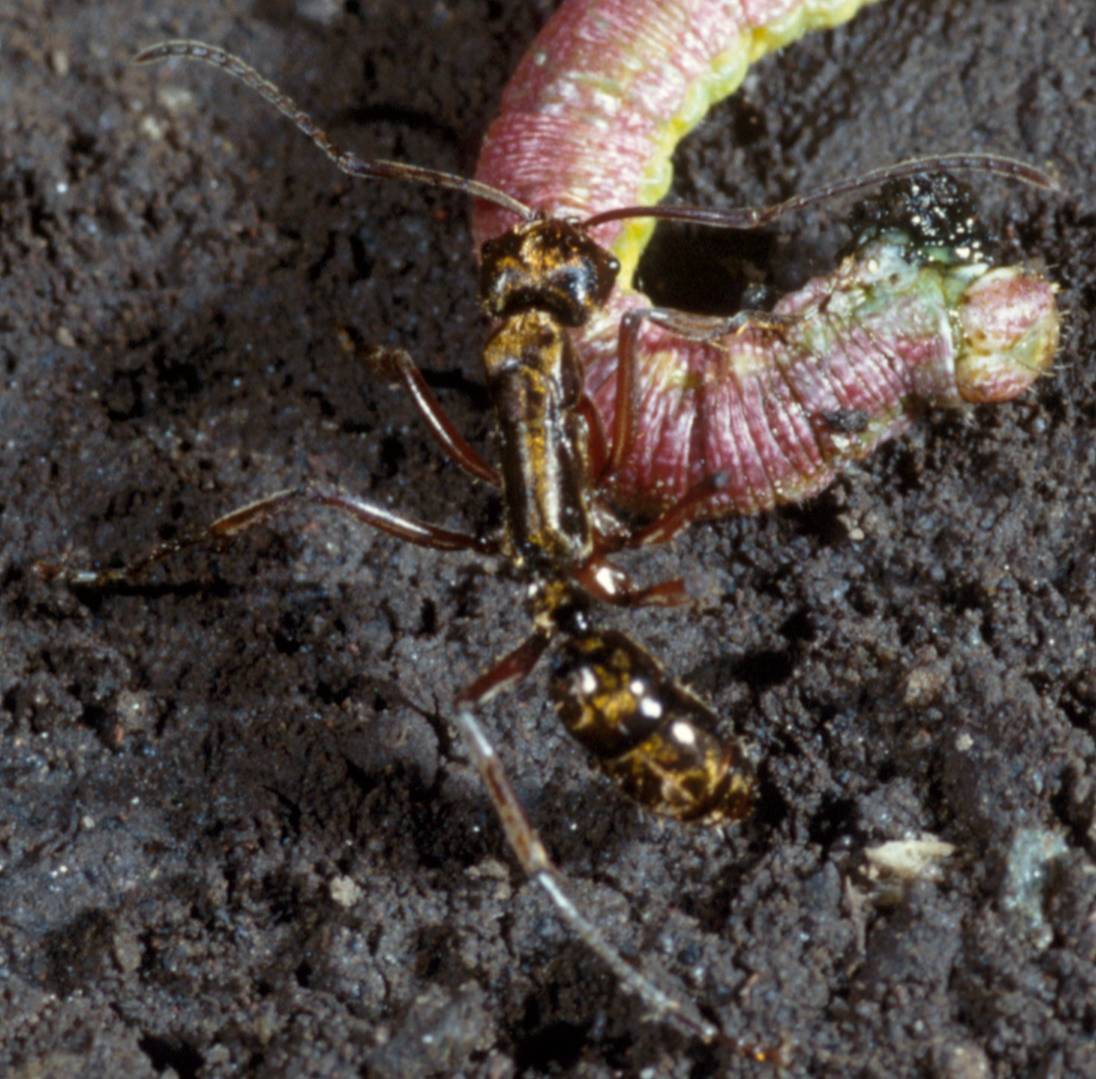 Neoponera eleonorae