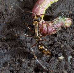 Neoponera aenescens