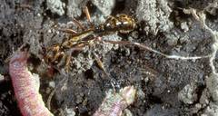 Neoponera aenescens
