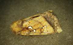 Papaipema harrisii