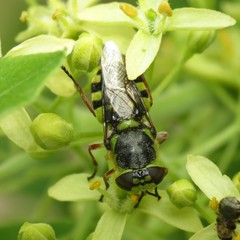 Hedriodiscus truquii