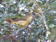 Chlorocichla flaviventris flaviventris