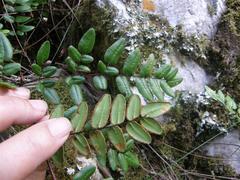Pellaea pteroides