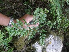 Pellaea pteroides