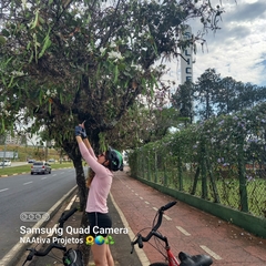 Membracis foliatafasciata