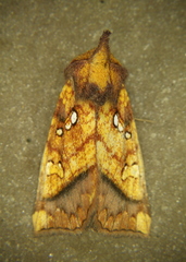 Papaipema harrisii