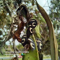 Membracis foliatafasciata