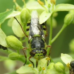 Hedriodiscus truquii