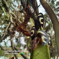 Membracis foliatafasciata