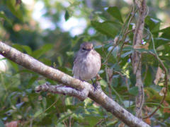 Muscicapa adusta adusta