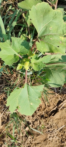Common cocklebur
