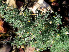 Asparagus capensis capensis